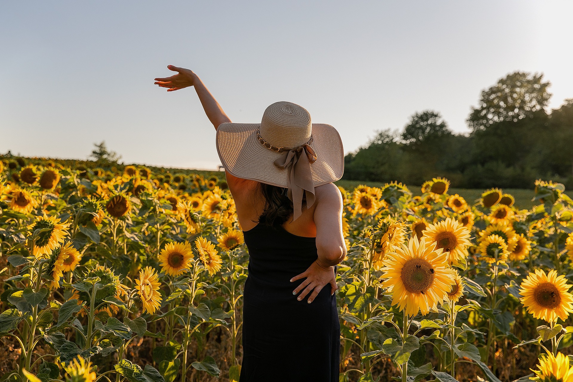 sunflowers-g2a744761d_1920